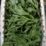 【精品】水晶冰草冰菜箱装打包发货现摘现卖山东一条龙