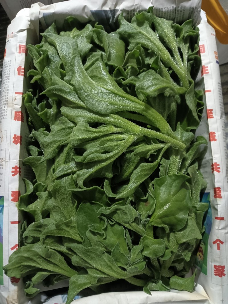 【精品】水晶冰草冰菜箱装打包发货现摘现卖山东一条龙