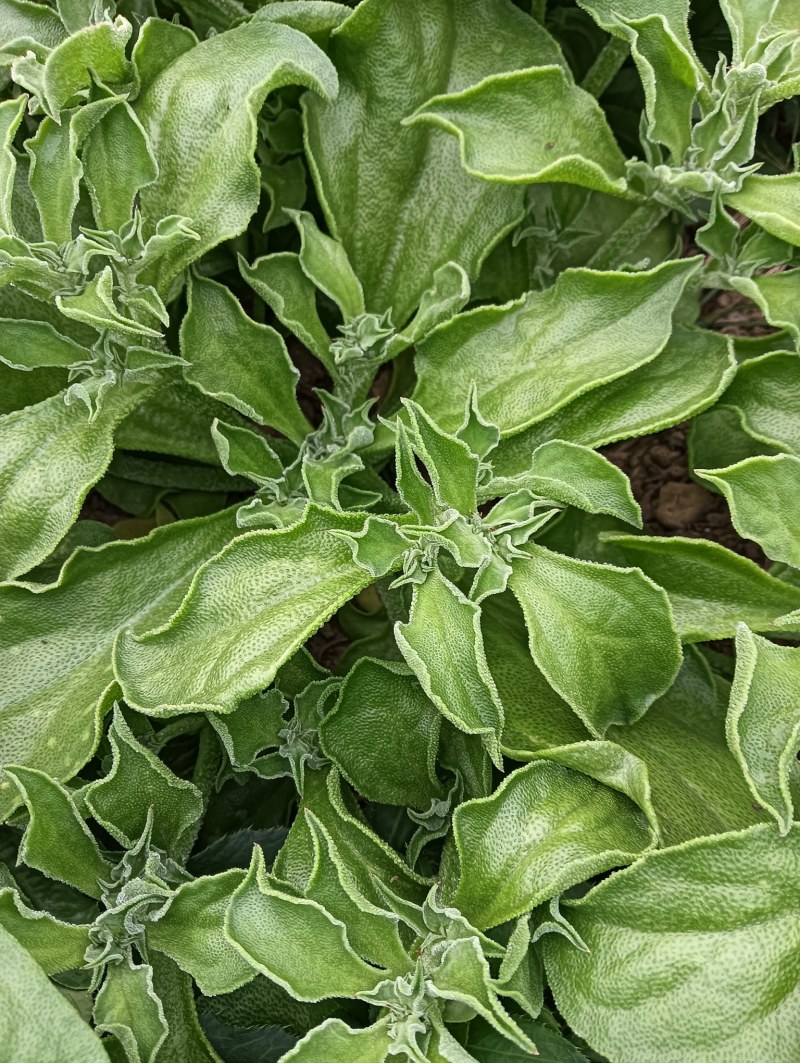 【精品】水晶冰草冰菜箱装打包发货现摘现卖山东一条龙