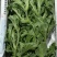 【精品】水晶冰草冰菜箱装打包发货现摘现卖山东一条龙