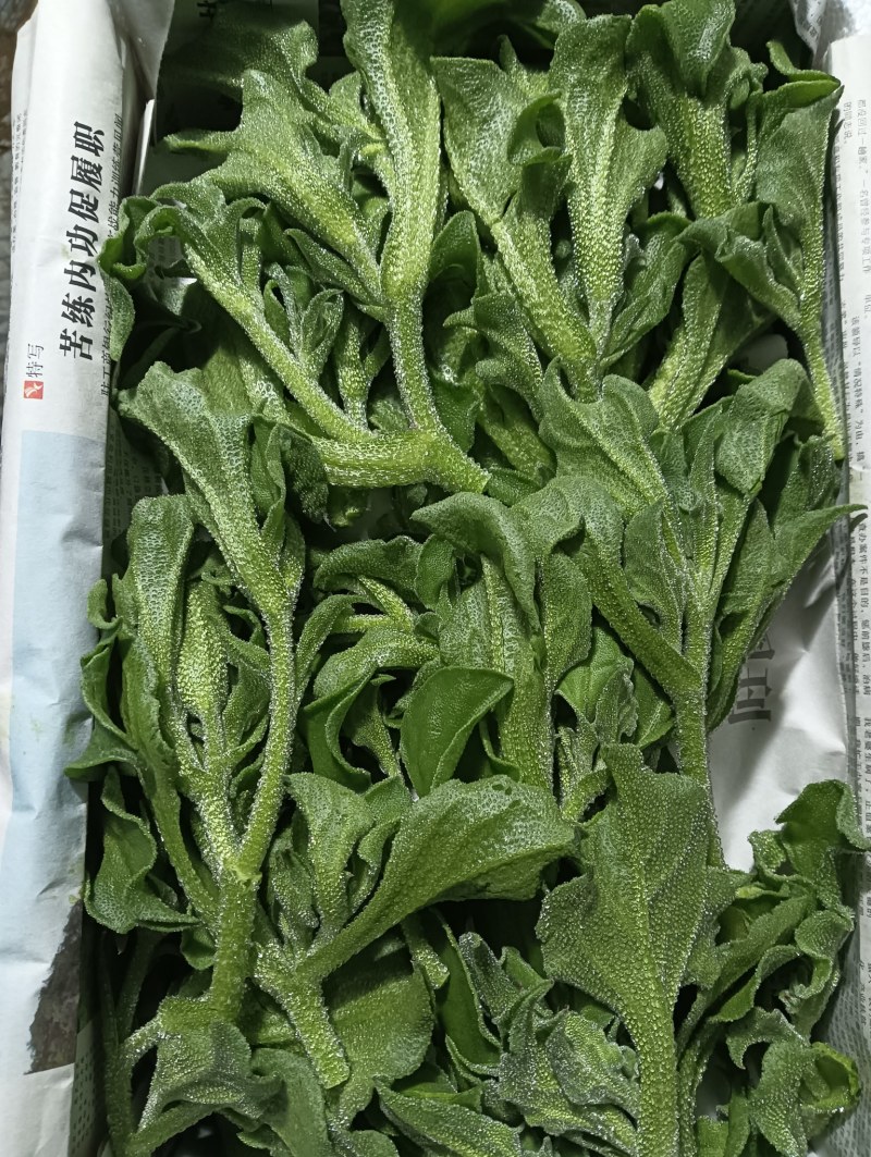【精品】水晶冰草冰菜箱装打包发货现摘现卖山东一条龙