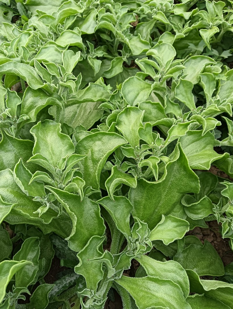 【精品】水晶冰草冰菜箱装打包发货现摘现卖山东一条龙