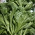 【精品】水晶冰草冰菜箱装打包发货现摘现卖山东一条龙
