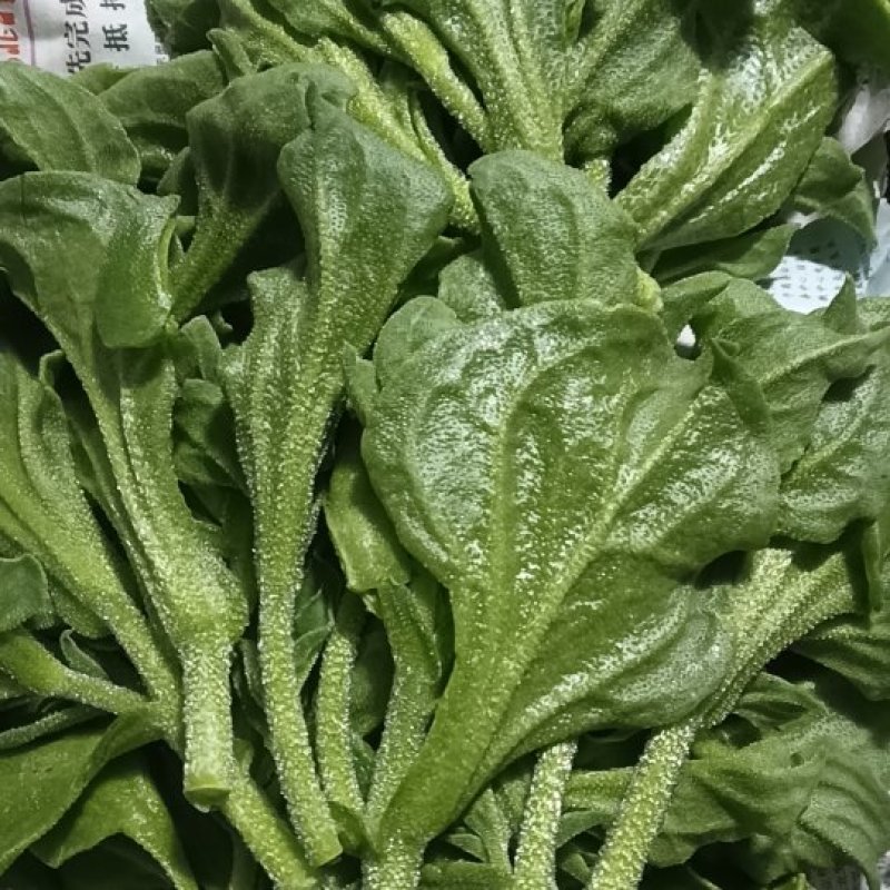 【精品】水晶冰草冰菜箱装打包发货现摘现卖山东一条龙