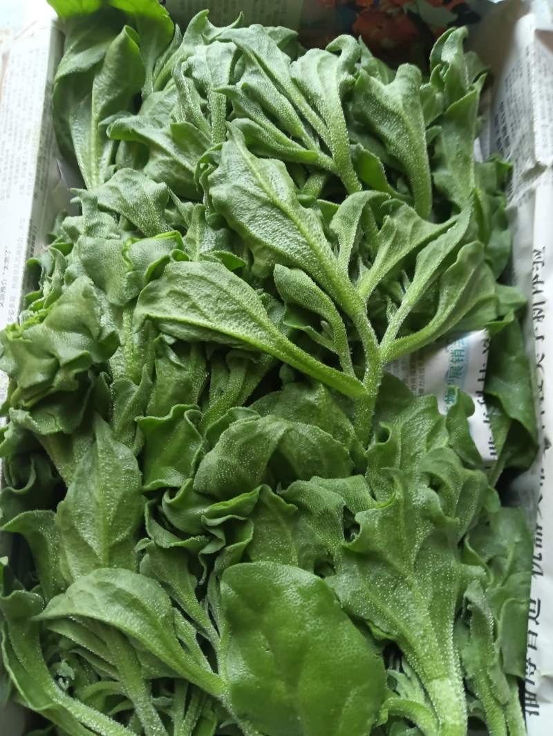 【精品】水晶冰草冰菜箱装打包发货现摘现卖山东一条龙