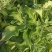 【精品】水晶冰草冰菜箱装打包发货现摘现卖山东一条龙
