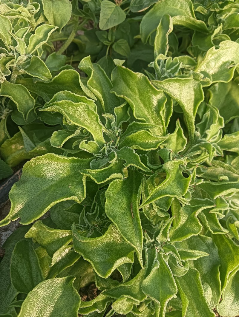 【精品】水晶冰草冰菜箱装打包发货现摘现卖山东一条龙