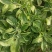 【精品】水晶冰草冰菜箱装打包发货现摘现卖山东一条龙