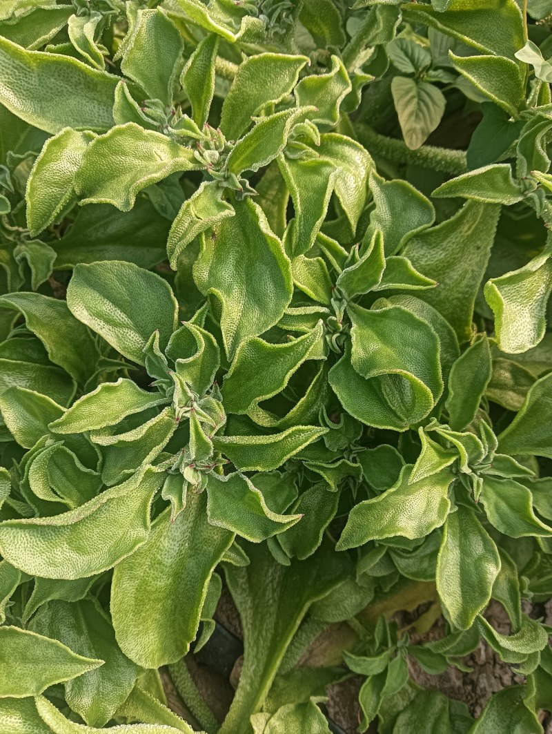 【精品】水晶冰草冰菜箱装打包发货现摘现卖山东一条龙