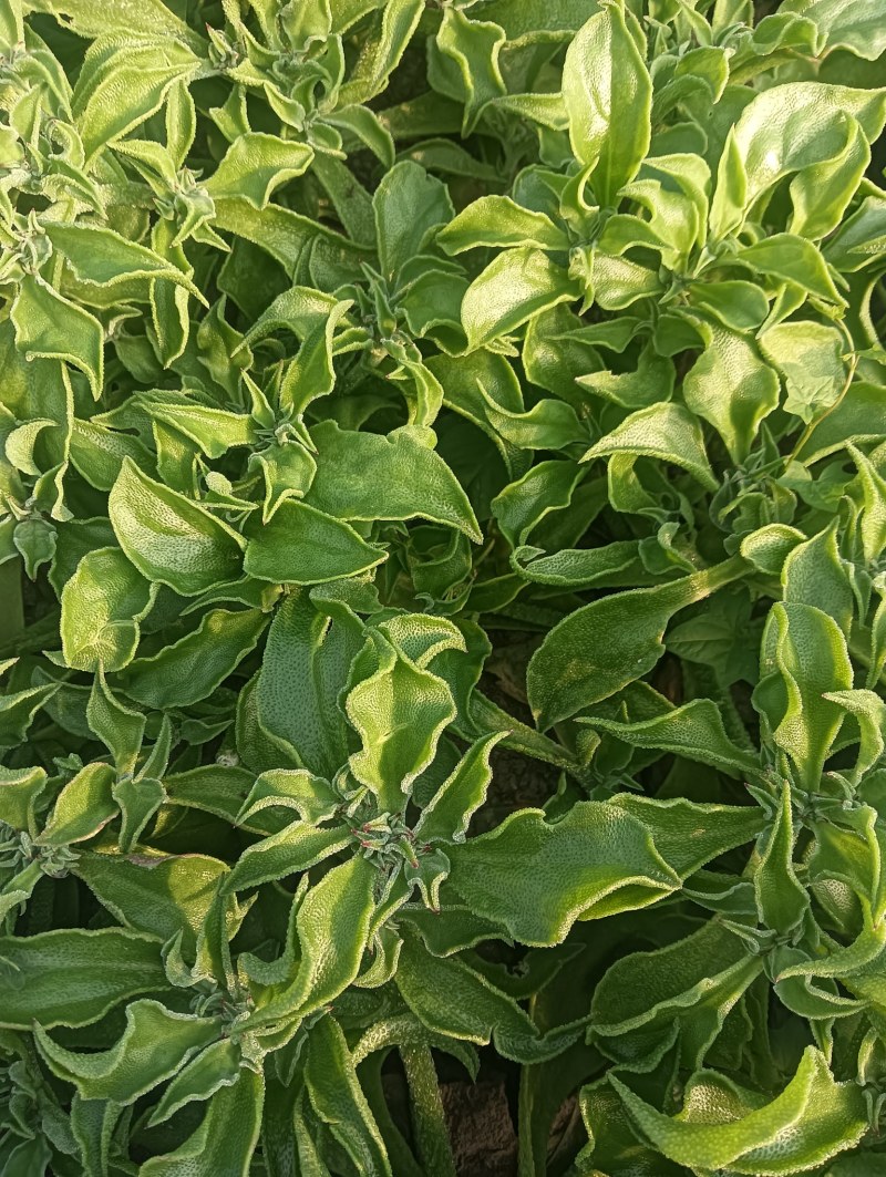 【精品】水晶冰草冰菜箱装打包发货现摘现卖山东一条龙