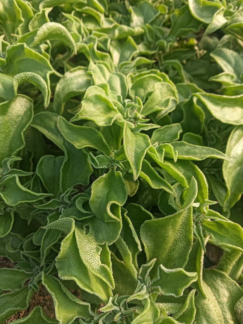 【精品】水晶冰草冰菜箱装打包发货现摘现卖山东一条龙