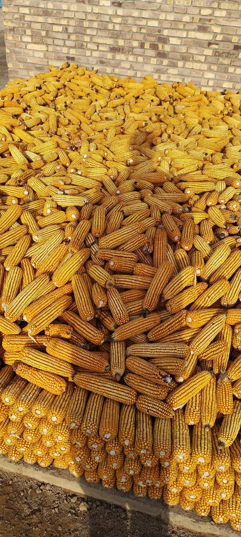 玉米棒