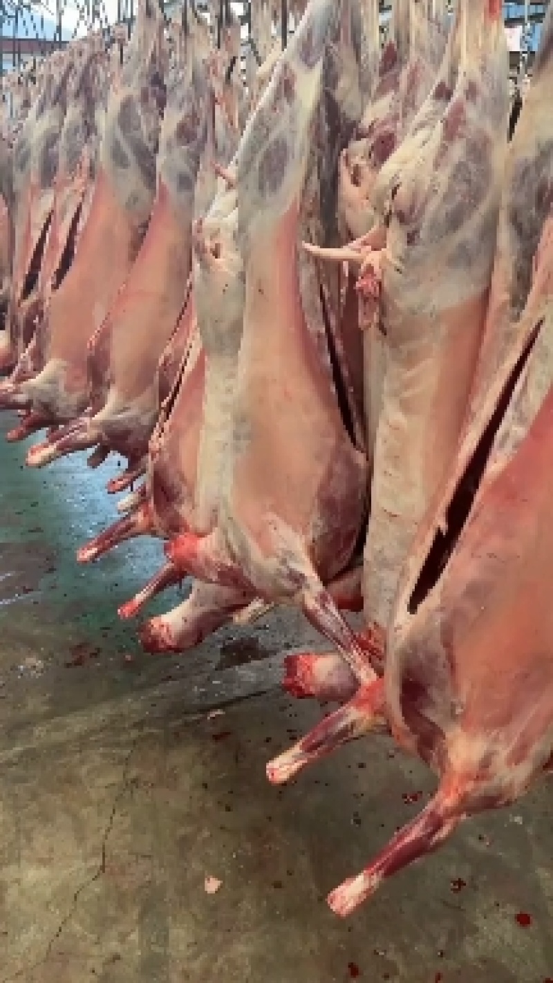 羊净肉纯干不调理羊板肉羔羊品质好