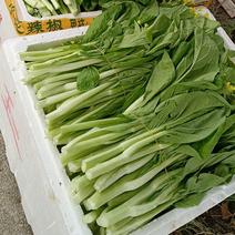 桂林白菜苔大量上市，产地直供，欢迎各位老板购买。。。