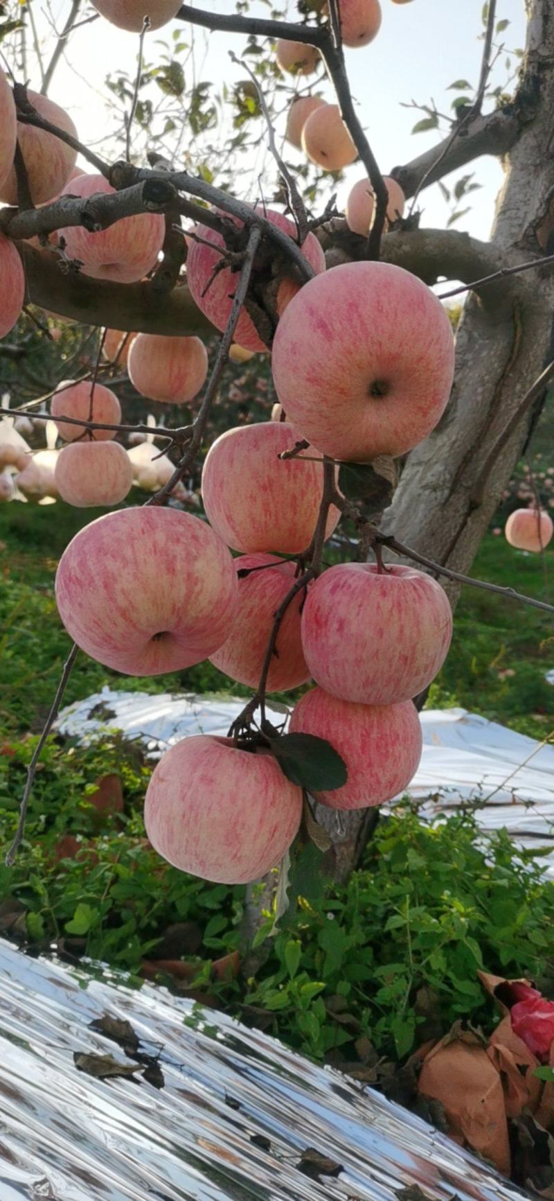 高山红富士条纹红苹果