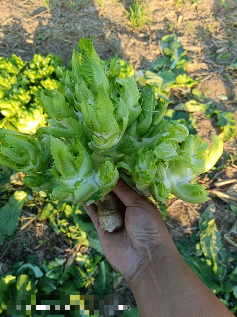 儿菜