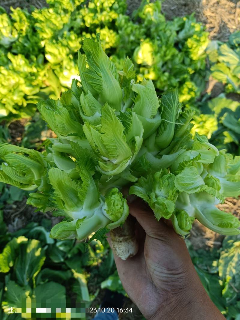 儿菜