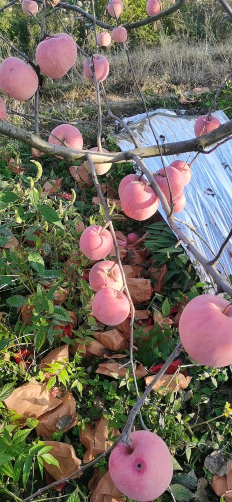 高山红富士条纹红苹果