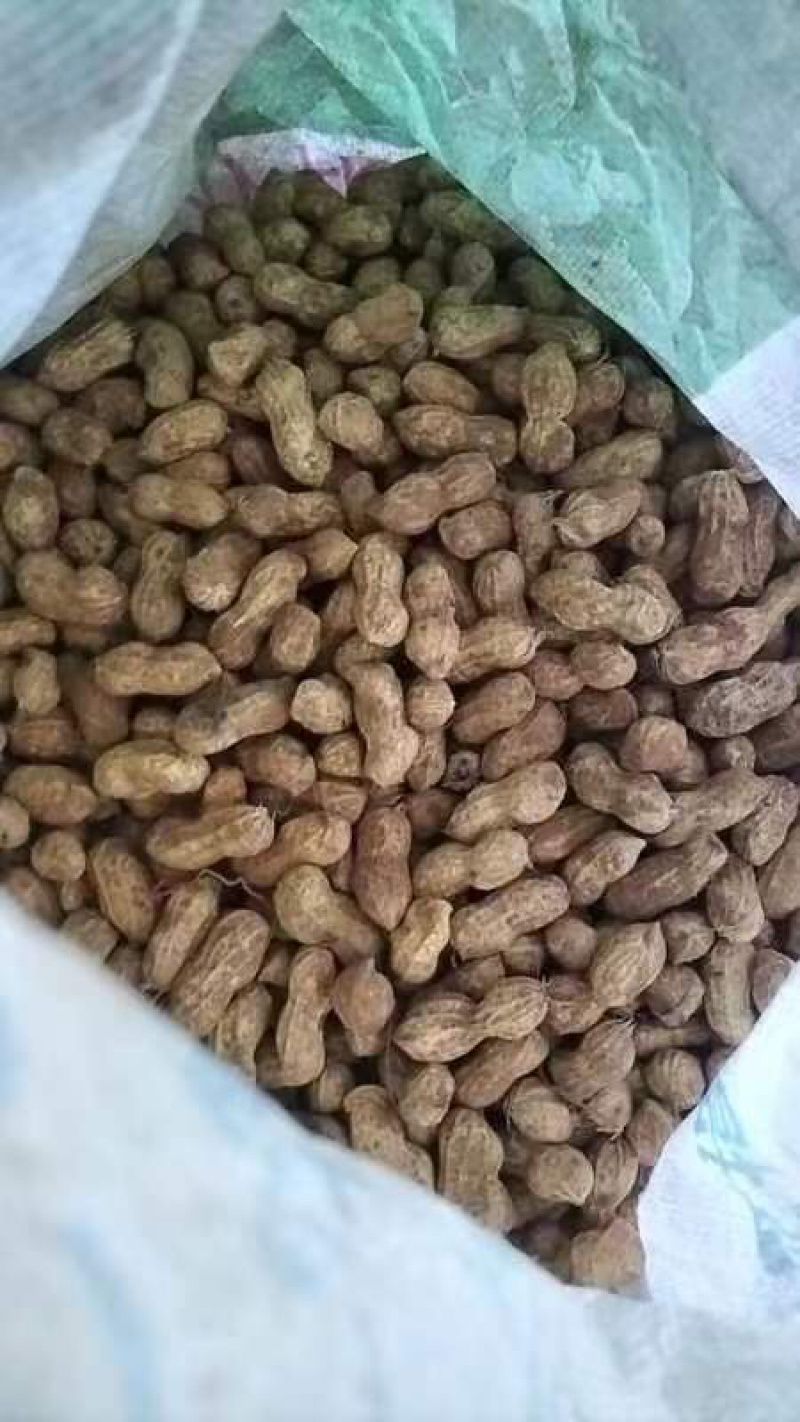 新鲜花生🥜大量长期代办代发