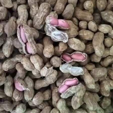 新鲜花生🥜大量长期代办代发