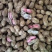新鲜花生🥜大量长期代办代发