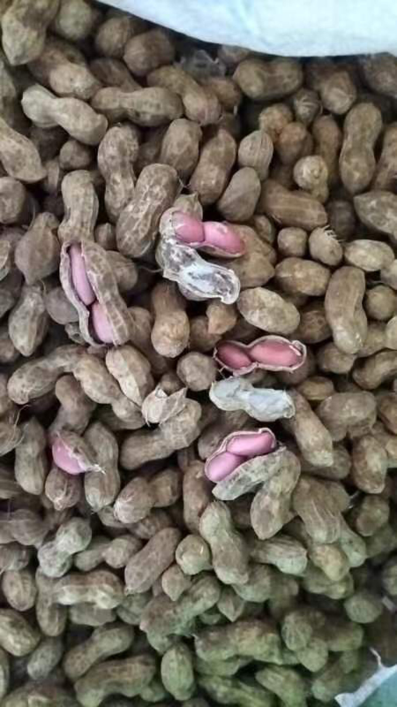 新鲜花生🥜大量长期代办代发
