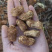 新鲜花生🥜大量长期代办代发