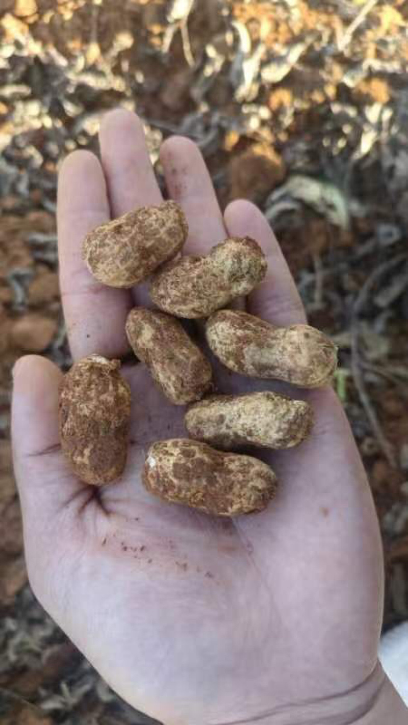 新鲜花生🥜大量长期代办代发