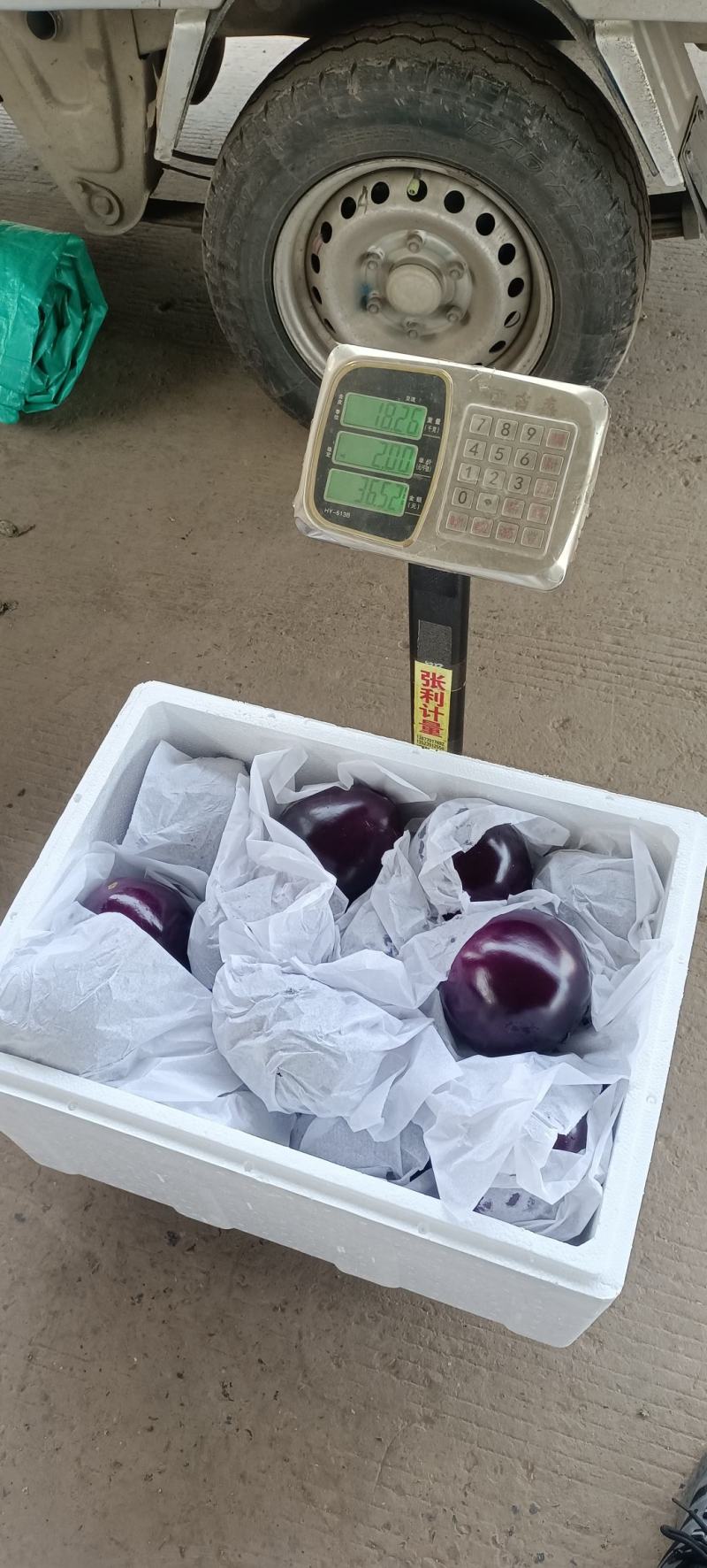 紫茄子