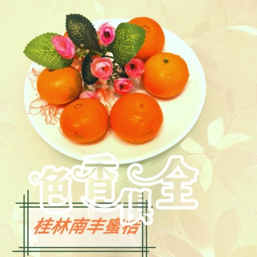广西桂北地区东方红蜜桔
