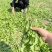 荠菜