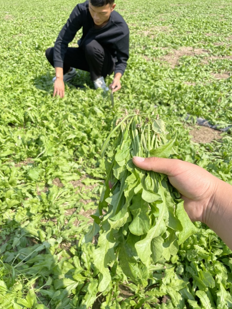 荠菜