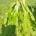 荠菜