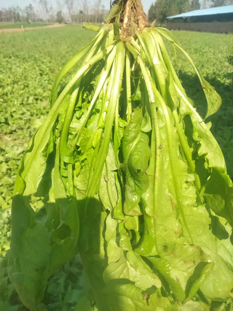 荠菜