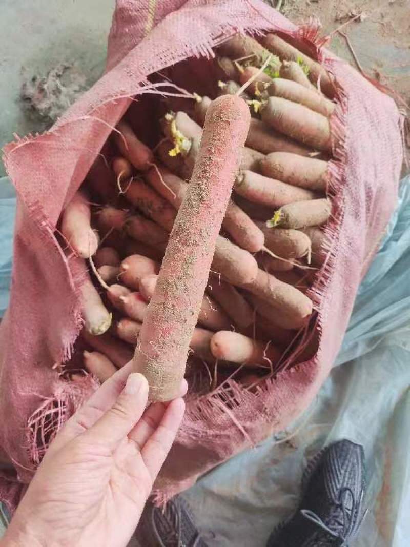 【热卖】沙土地，称杆红萝卜，三红各种包装，水洗货，泥货都有
