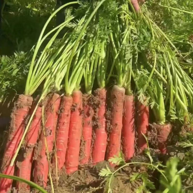 【热卖】沙土地，称杆红萝卜，三红各种包装，水洗货，泥货都有