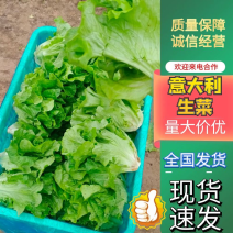 【优质】生菜意大利生菜货源稳定有需可致电详谈视频