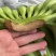 青蕉常年供应、赶大集、炸街、超市做引流，大量现货