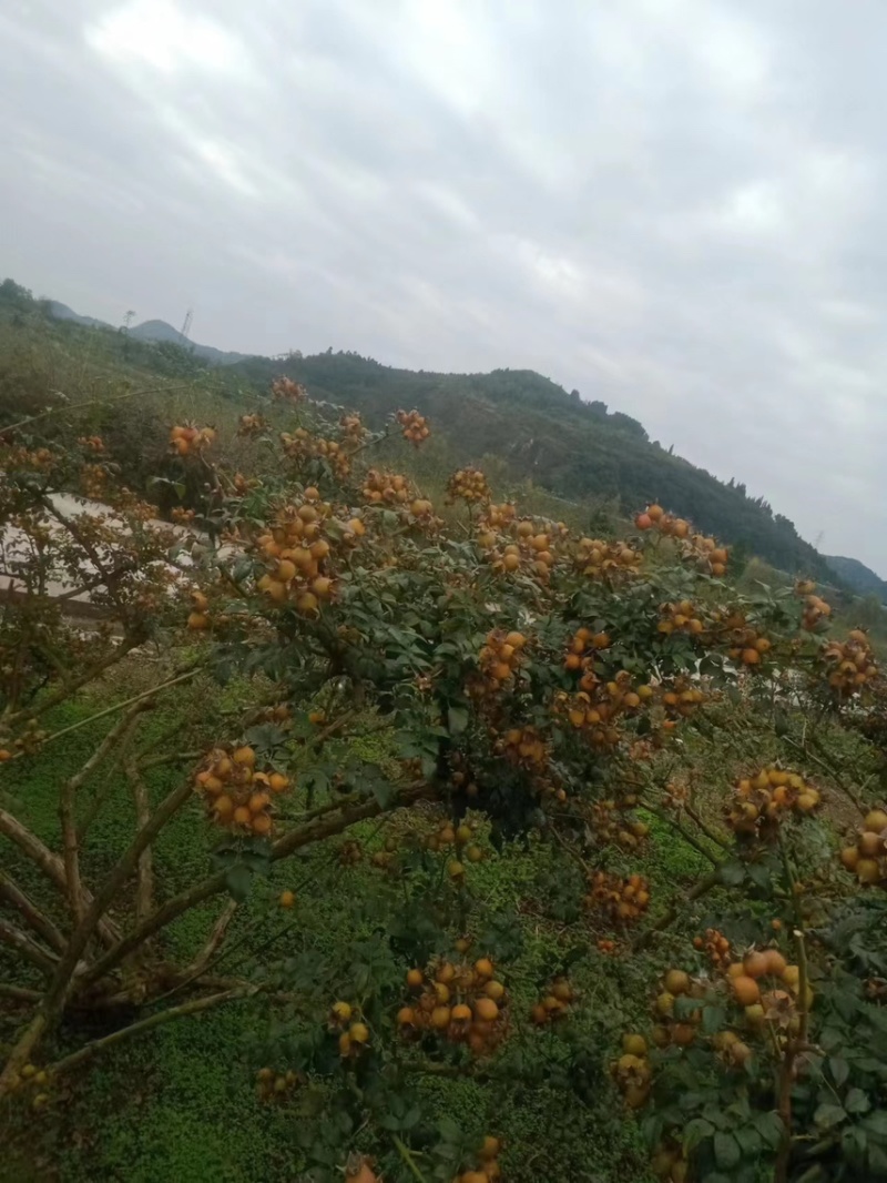 金刺梨