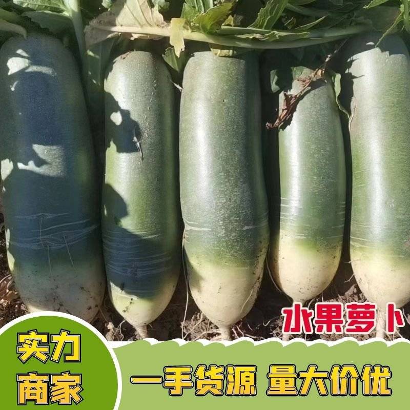 精品水果萝卜大量上市，品质好，价格合理