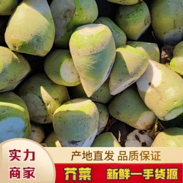 芥菜大量上市，有老芥菜，苹果芥菜，质量好，价格低，代发全