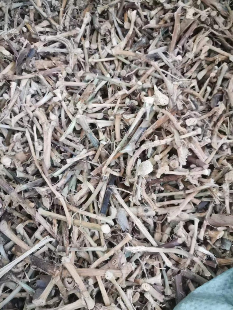 云南文山干砂仁根对接药材店加工厂量大发货价格合理