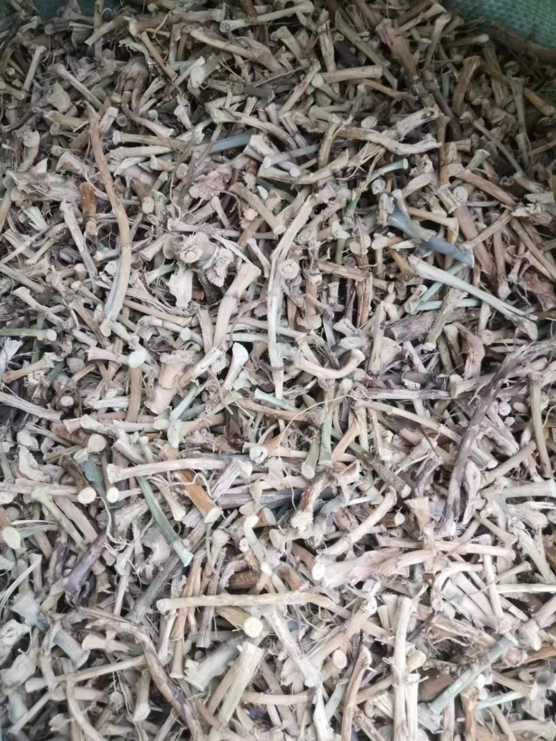 云南文山干砂仁根对接药材店加工厂量大发货价格合理