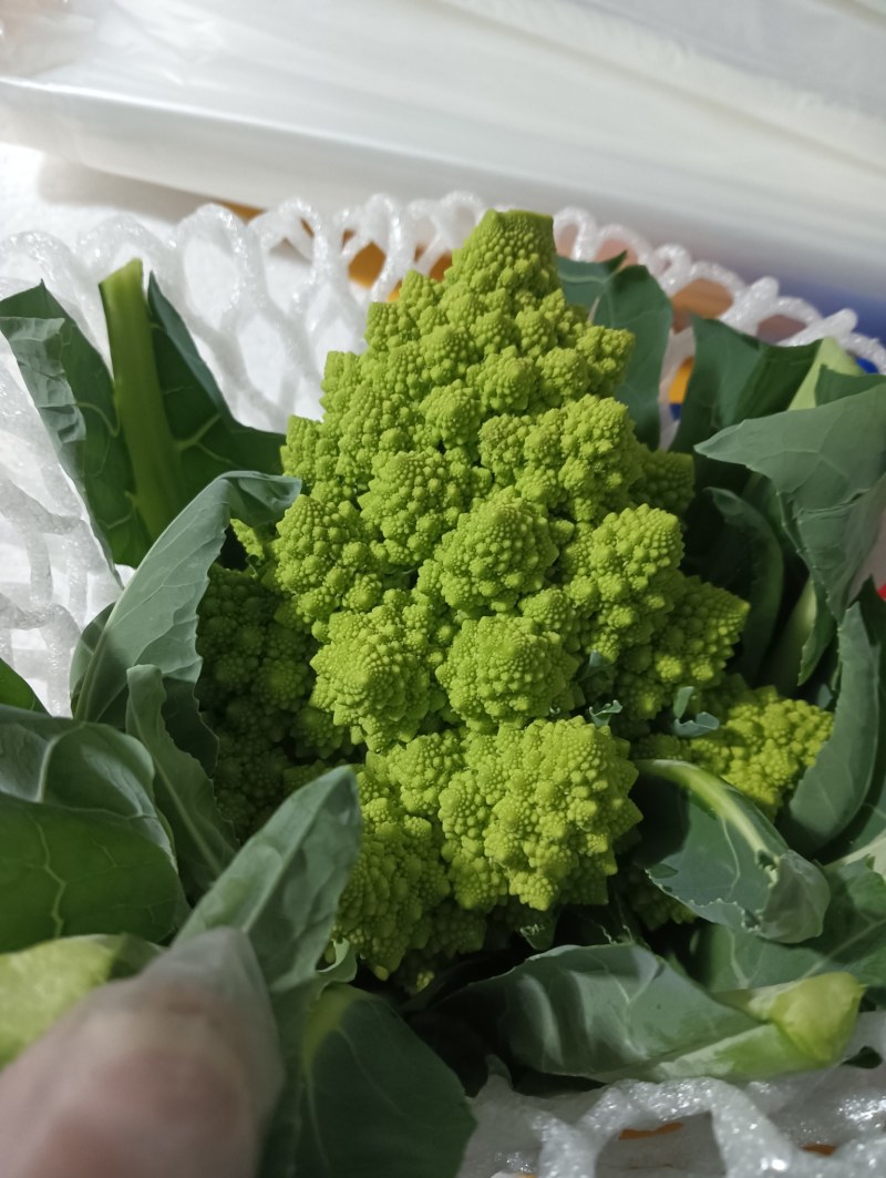 【精品】宝塔花菜高品质优质特菜山东淄博产品直发有需致电