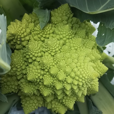 【精品】宝塔花菜高品质优质特菜山东淄博产品直发有需致电