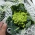 【精品】宝塔花菜高品质优质特菜山东淄博产品直发有需致电