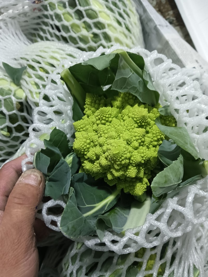 【精品】宝塔花菜高品质优质特菜山东淄博产品直发有需致电