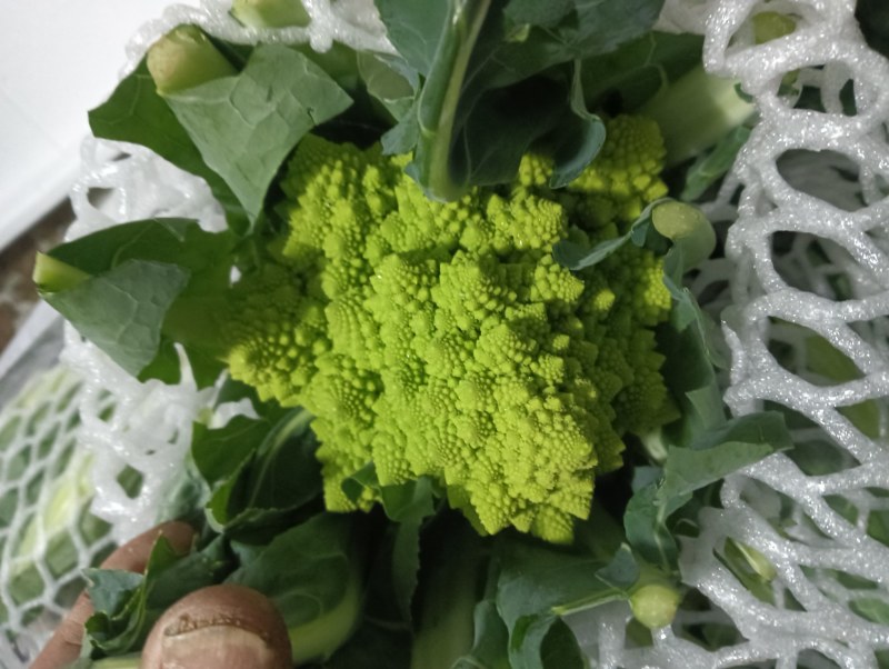【精品】宝塔花菜高品质优质特菜山东淄博产品直发有需致电