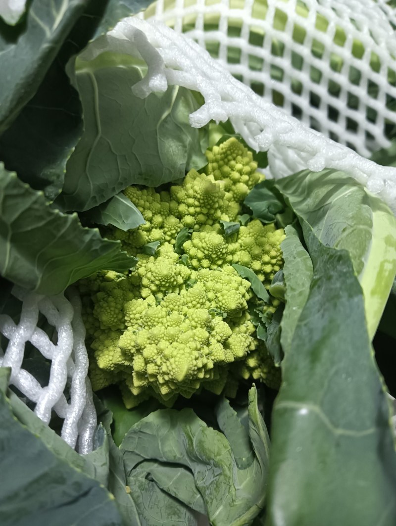 【精品】宝塔花菜高品质优质特菜山东淄博产品直发有需致电