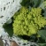 【精品】宝塔花菜高品质优质特菜山东淄博产品直发有需致电